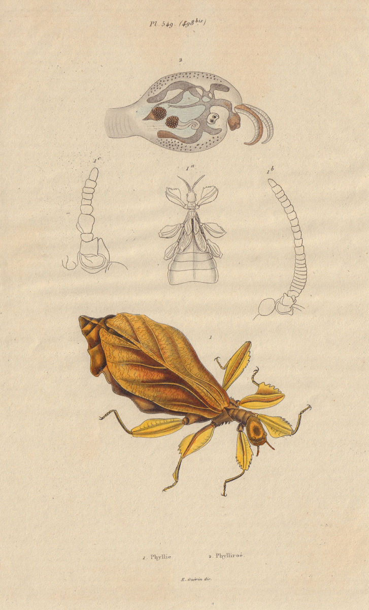 Phylliidae/Phyllidae. Leaf insects or walking leaves 1833 old antique print